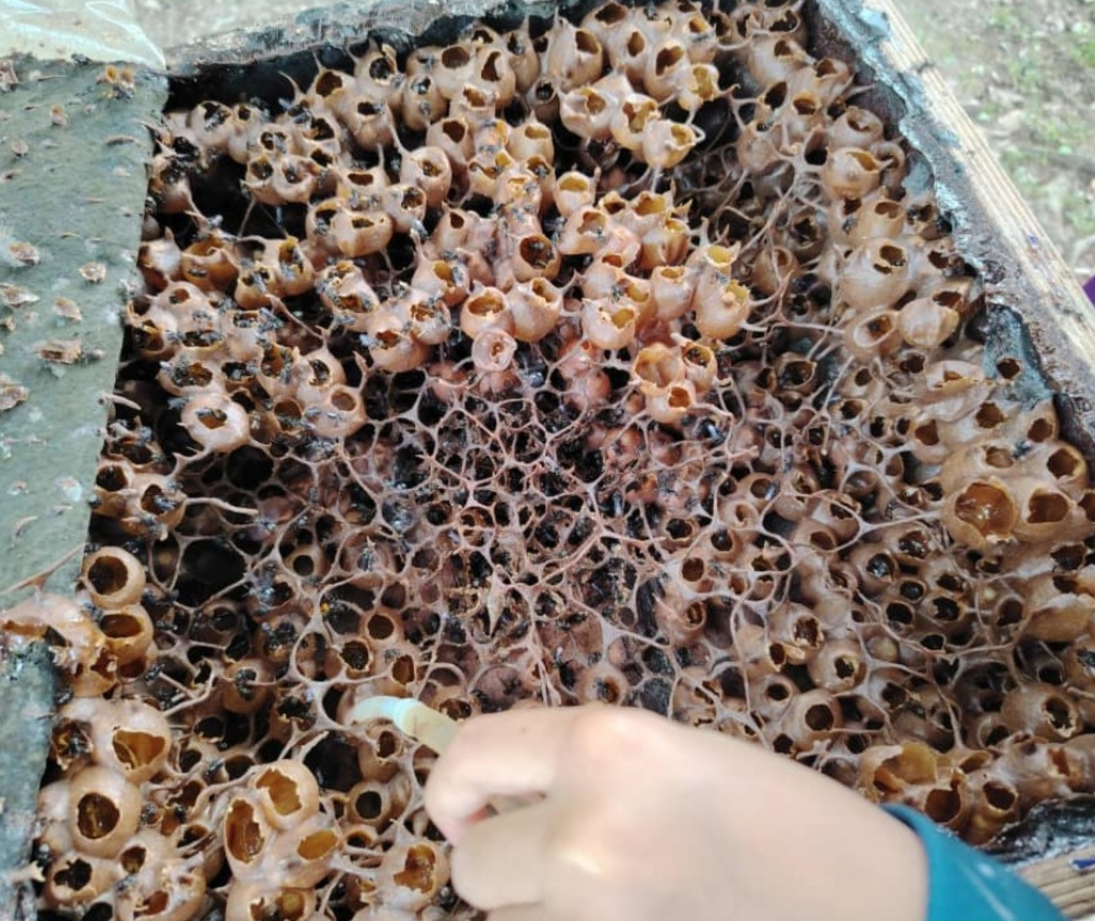 Kampung Labuh Banting